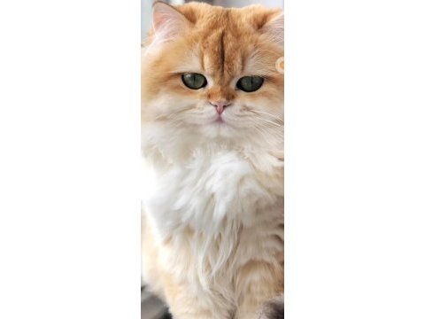 Ny12 golden full şecereli british longhair
