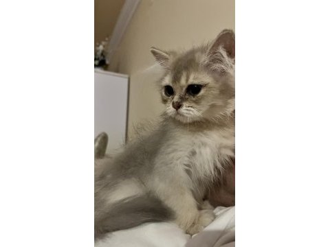British longhair erkek yavru kedimiz