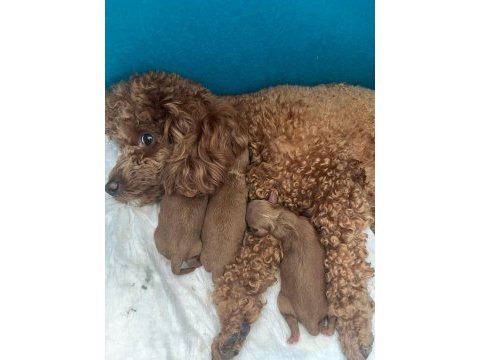 Evimde gözüm gibi baktığım poodle bebeklerim