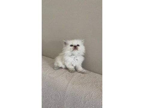 British shorthair 1.5 aylık dişi