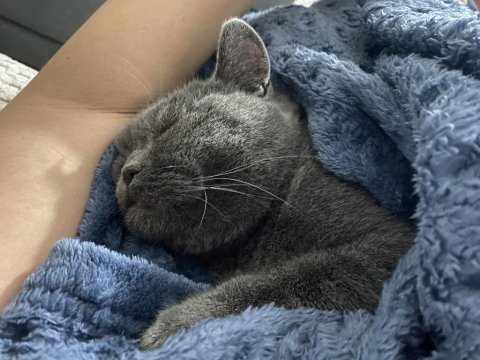 Erkek 1 yaş british shorthair