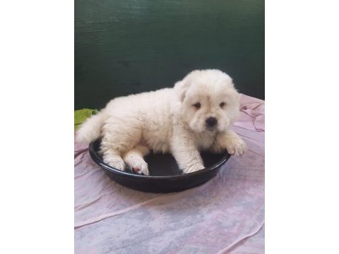A kalite chow chow yavrularımız
