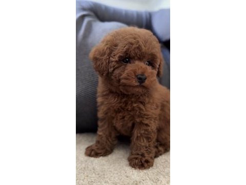 Toy poodle cinsi köpeğimiz