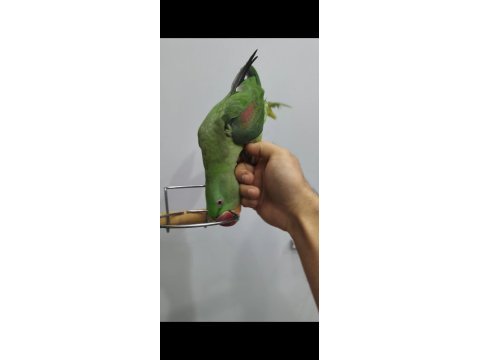 1.5 yaşında dişi jumbo boy full evcil alexander