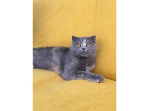 Ankarada scottish fold