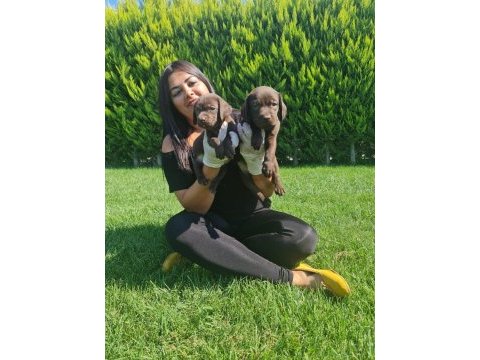 Çikolata labrador yavrularım