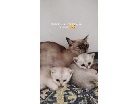 Türkiyede olmayan cins british shorthair