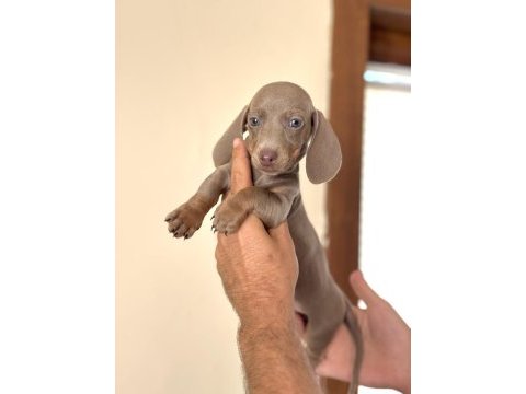 Çiftliğimizden garantili dachshund bebekler