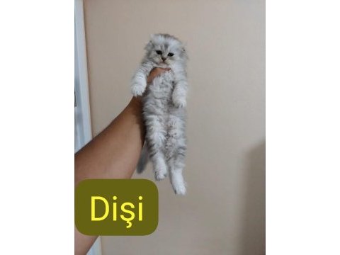 Ballı lokma scottish fold kedimiz