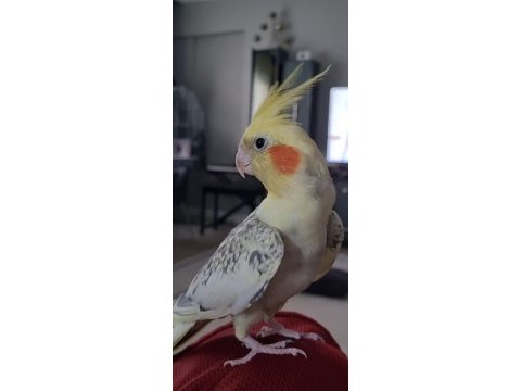 Erkek sultan papağanı 1 yaş
