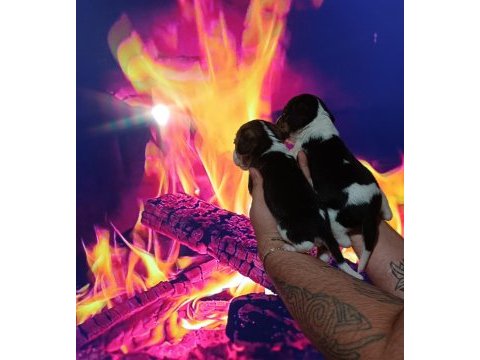 Beagle yavrularımız ırk garantilidir