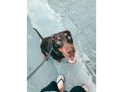 3 yaşında dişi kısır doberman