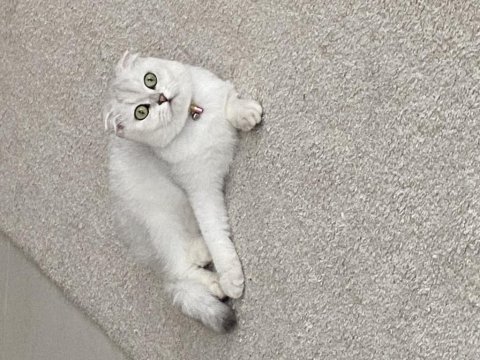 Scottish fold 1.5 yaşında izmir urla