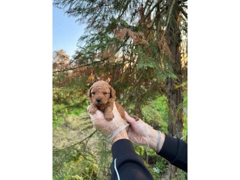 A kalite toy poodle yavrularımız