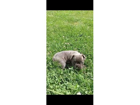 Fransız bulldog dişi ve erkek