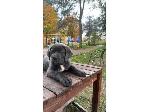 Cane corso yavrumuz