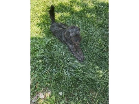 Terrier köpeğimizi yer ve sağlık probleminden dolayı