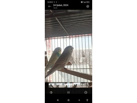 2 çift muhabbet kuşum var uyguna