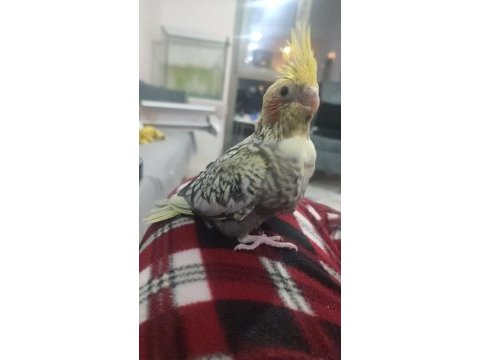Oyuncu sultan papağanı bebekler