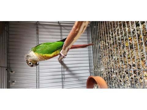 Conure parrot