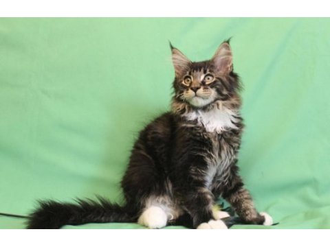 Dev maine coon erkek üst kaliteli