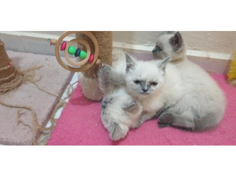 British shorthair blue point yavrular