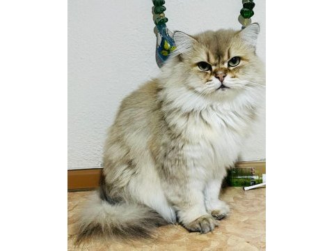British yavrularımıza takip şartı ile yuva arıyoruz