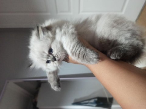 British blue point british longhair bebek