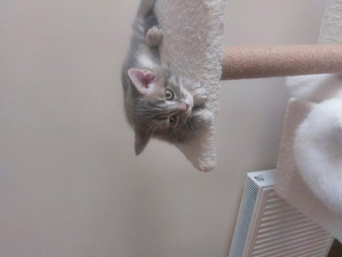 Safkan british shorthair kedisi