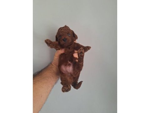 Mınik poodle yavrularımız