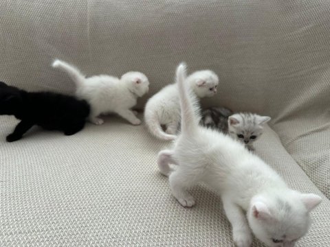 3 beyaz 1 siyah yavru kedim