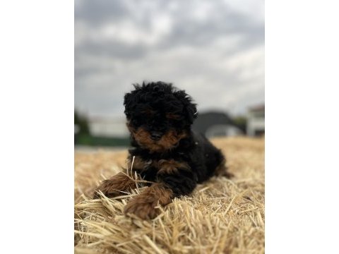 Black tan maltipoo eşsiz güzellikte yavrumuz