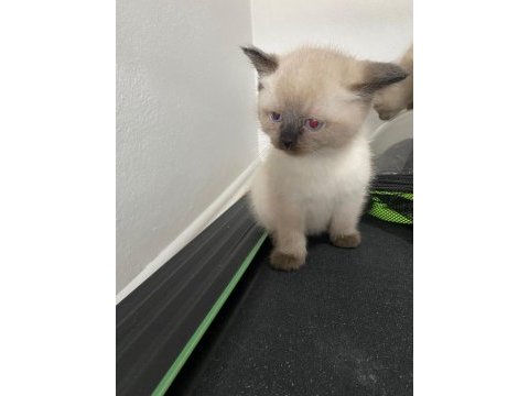 İkiz kedi dişi ve erkek