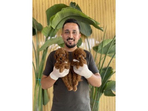 Toy poodle referans yavrular