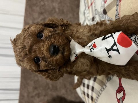 Erkek poodle bebeğimiz (ev doğumu)