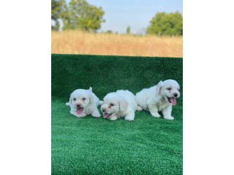 Beyaz maltese terrier yavrular