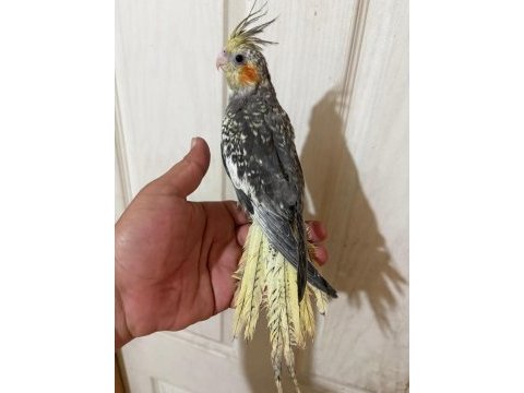 63 günlük full evcil kusursuz sultan papağanı bebek