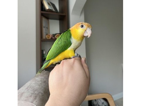 Portakal kafa kayık bebek pelet yem kırmaya başladı