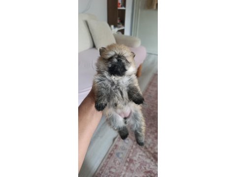 Pomeranian boo erkek ve dişi yavrularımız