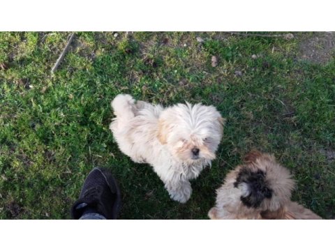 4 aylık shih tzu yavrular