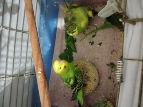 Eğitmenlik muhabbet kuşu yavruları