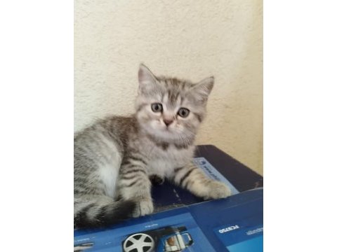 Sahiplendirilmek üzere 5 adet yavrumuz mevcut.