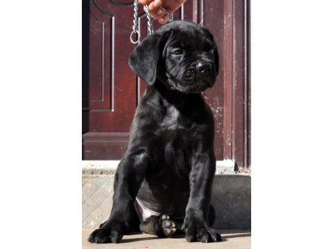 Şecere belgeli ırk ve sağlık garantili cane corso yavrular