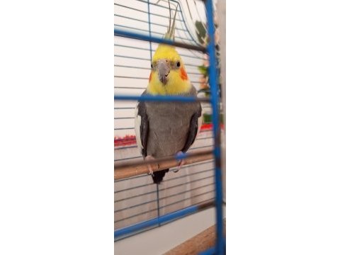 Çift sultan papağanı
