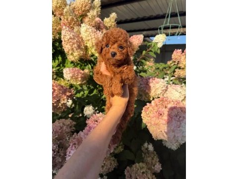 Toy poodle yavrular