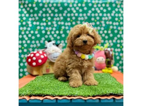 Safkan toy poodle bebekler
