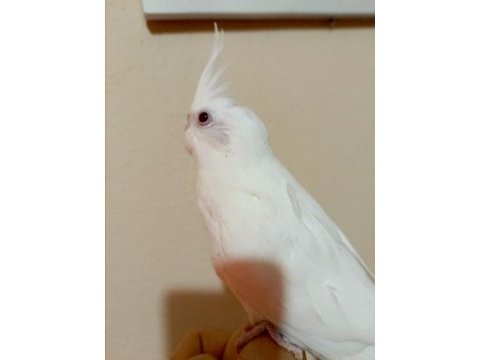 55 günlük full evcil albino kırmızı göz sultan papağanı