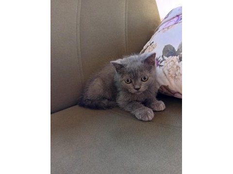 İki aylık erkek british shorthair