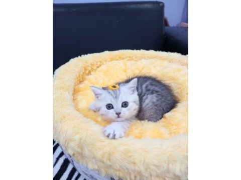Safkan point shaded ve tabby kediler catteryden