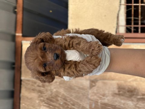 Sevimli toy poodle yavrularımız 